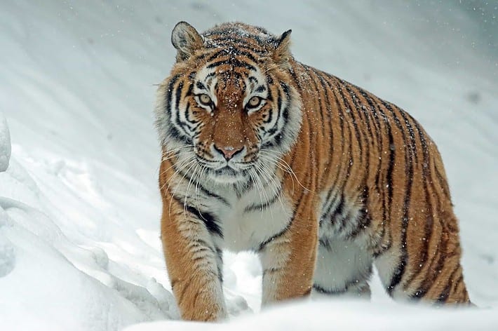 tiger g218611306 1920