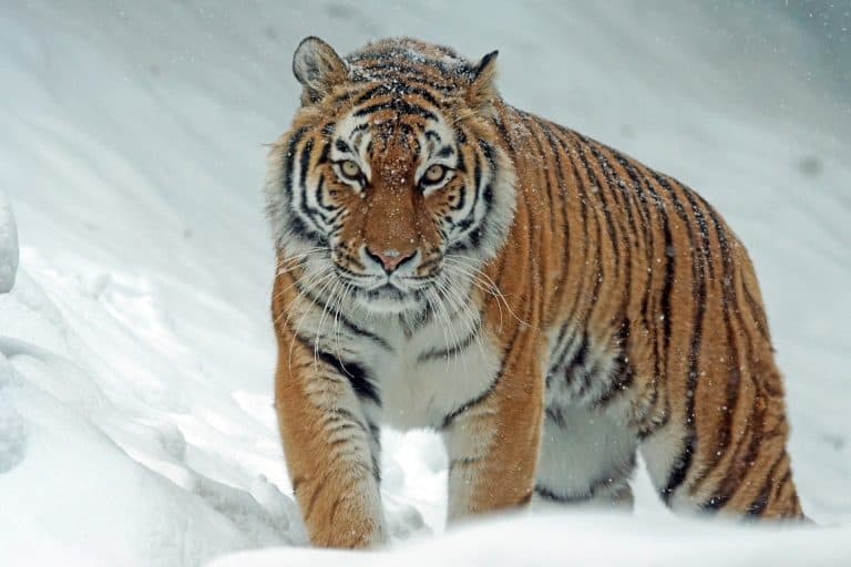tiger g218611306 1920